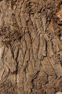 eski ağaç gövde doku