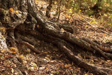 Büyük ağaç kökleri yerden