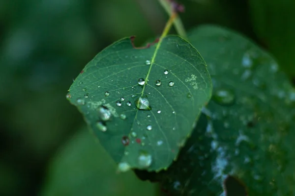 Feuilles Vertes Arbre Avec Gouttes Pluie — Photo