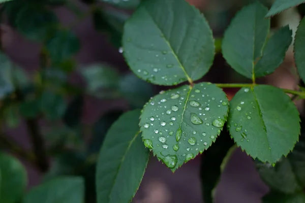 Yağmur Damlalı Gül Yaprakları — Stok fotoğraf