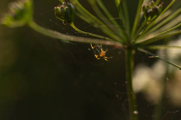 Spin Met Spinnenwebben Plant — Stockfoto