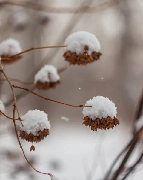 Planta Sob Neve Inverno Floresta — Fotografia de Stock
