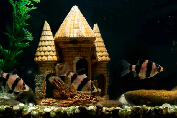 Ryby Kolczaste Akwarium Dekoracjami — Zdjęcie stockowe