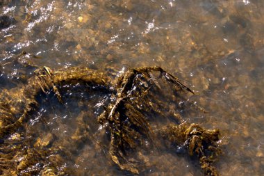 Sudaki dallarda yeşil yosunlar, dibi kayalık bir nehir.