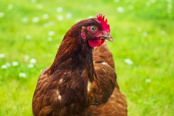 Yeşil çimenlerin üzerinde güzel, kahverengi tavuk.