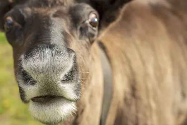 Bir namlu bir geyik closeup. Seçici odak. — Stok fotoğraf