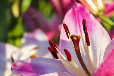 Güneşin kirişler içinde güzel, açılan zambak çiçek.