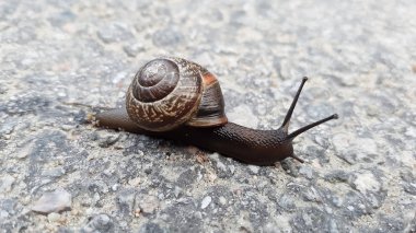 Salyangoz kayanın üzerinde sürünüyor. Seçici odaklama.