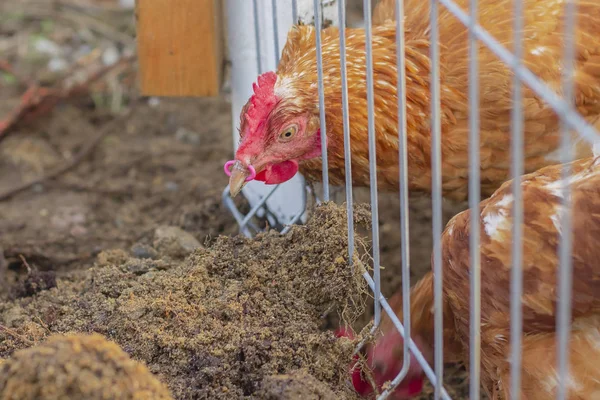 Gagasında halka olan kahverengi tavuk topraktaki solucanları arar