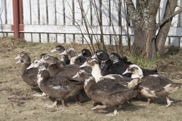 Pack of young domestic ducks walk on a grass. — Stock Photo, Image