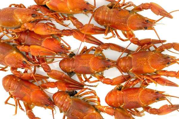白色背景上的红色鲜美小龙虾美味、煮熟的小龙虾. — 图库照片