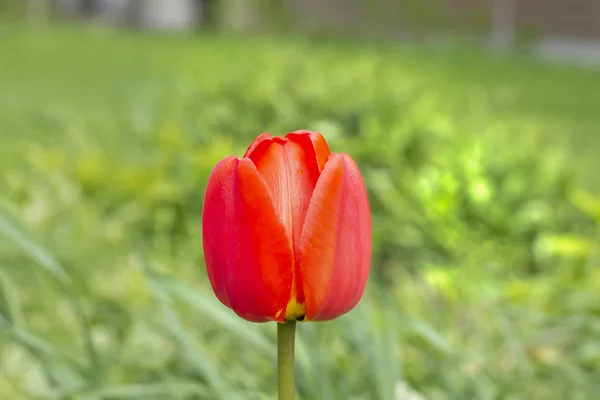 Beau bourgeon d'une tulipe rouge sur fond de g vert — Photo