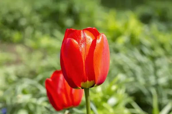 Beau bourgeon d'une tulipe rouge sur fond de g vert — Photo