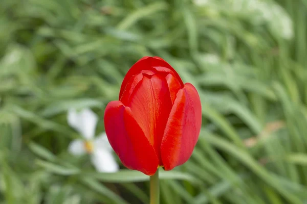 Lindo Botão Uma Tulipa Vermelha Contra Fundo Uma Grama Verde — Fotografia de Stock