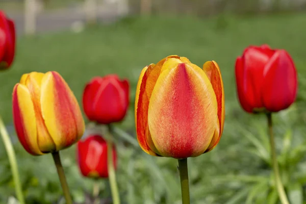 Jaune avec tulipe rouge dans le jardin Image stock. Sélectif foc — Photo