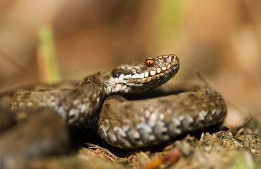 European viper Vipera berus in Czech Repblic