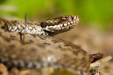 European viper Vipera berus in Czech Repblic
