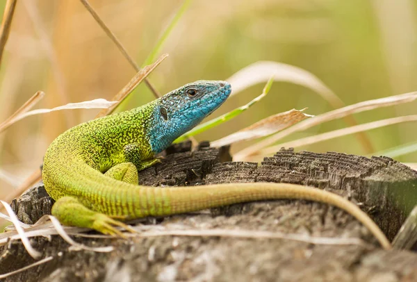 The European Green lizard Lacerta viridis czech — Stock Photo, Image
