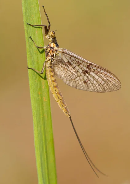 Mayfly Ephemera vulgata macro foto em checo — Fotografia de Stock