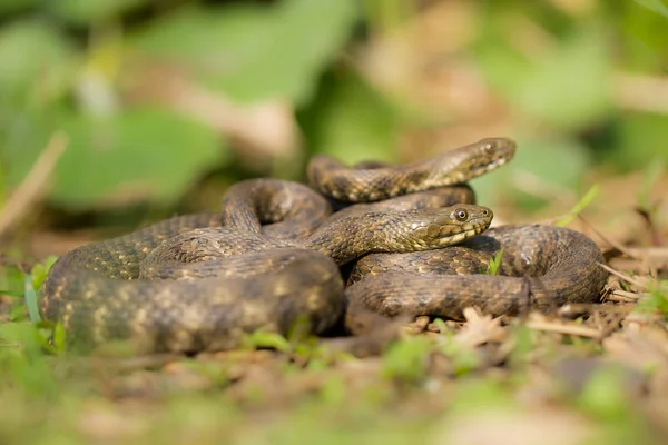 Kocka kígyó Natrix tessellata, Cseh Köztársaság — Stock Fotó