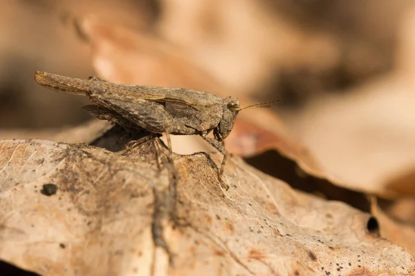 Sottile Groundhopper Tetrix subulata nella Repubblica Ceca — Foto Stock