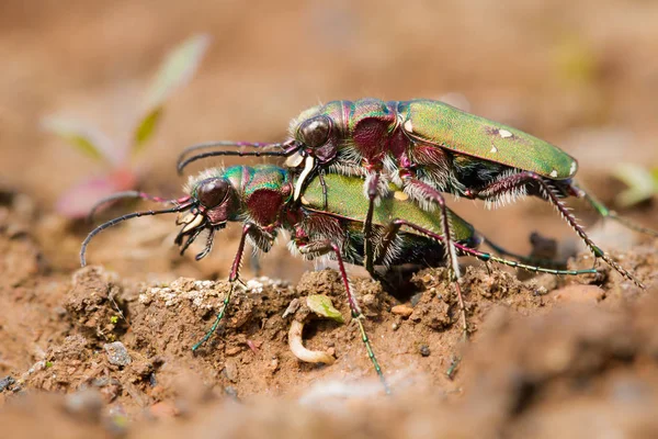 Kaplan böceği Cicindela campestris Çek Cumhuriyeti'nde yeşil — Stok fotoğraf