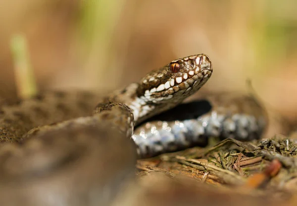 チェコ共和国のヨーロッパのバイパーVipera berus — ストック写真