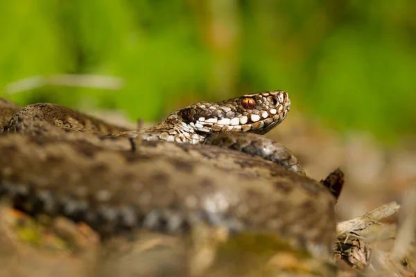 捷克共和国境内的欧洲毒蛇Vipera berus — 图库照片