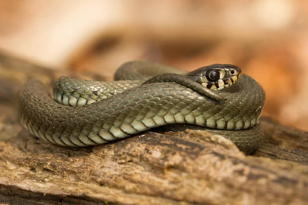 Çek Cumhuriyeti'nde çim yılan Natrix natrix