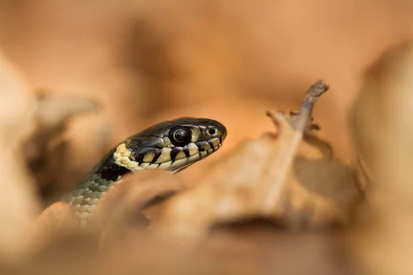 A cobra de grama Natrix natrix na República Checa — Fotografia de Stock