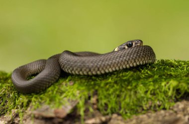The Grass snake Natrix natrix in Czech Republic clipart