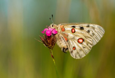 Apollo Buterfly Parnassius apollo Çek Cumhuriyeti'nde