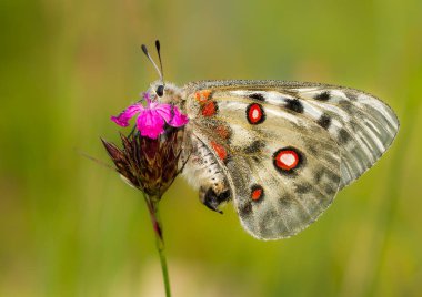 Apollo Buterfly Parnassius apollo Çek Cumhuriyeti'nde