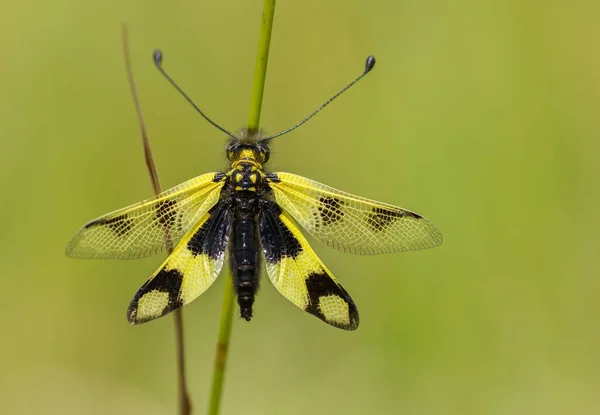 Çek Cumhuriyeti'nde güzel Owlfly Libelloides macaronius