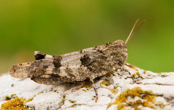 Голубокрылый лабрадор Oedipoda caerulescens в Чехии — стоковое фото