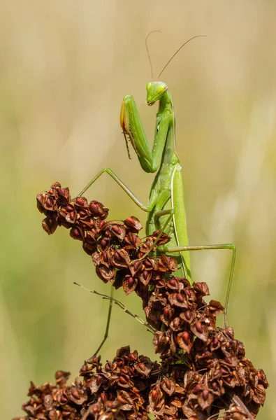 Vida Silvestre Macro Foto Mantis Religiosa — Foto de Stock