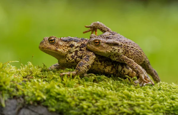 Sapo común Bufo bufo en República Checa — Foto de Stock