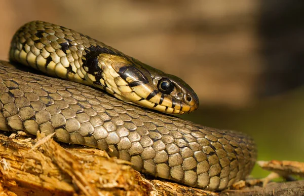 The Grass snake Natrix natrix in Czech Republic — Stock Photo, Image