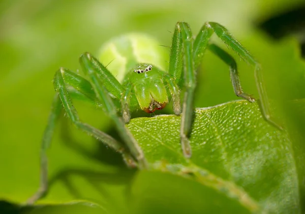 Зеленый охотник паук Micrommata virescens в Чехии — стоковое фото