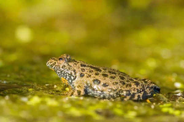 Çek Cumhuriyeti Avrupa yangın karınlı kurbağa Bombina bombina