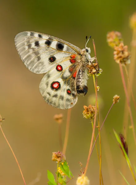 Apollo Buterfly Parnassius apollo Çek Cumhuriyeti'nde