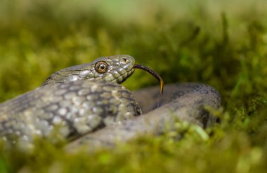 Zar Natrix tessellata Çek Cumhuriyeti'nde yılan