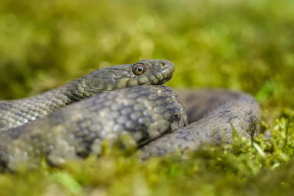 Dobbelstenen snake Natrix tessellata in Tsjechië — Stockfoto