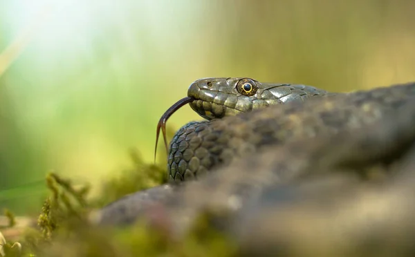 Dobbelstenen snake Natrix tessellata in Tsjechië — Stockfoto