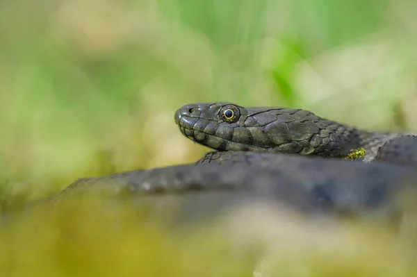 Ζάρια φίδι Natrix tessellata στην Τσεχική Δημοκρατία — Φωτογραφία Αρχείου