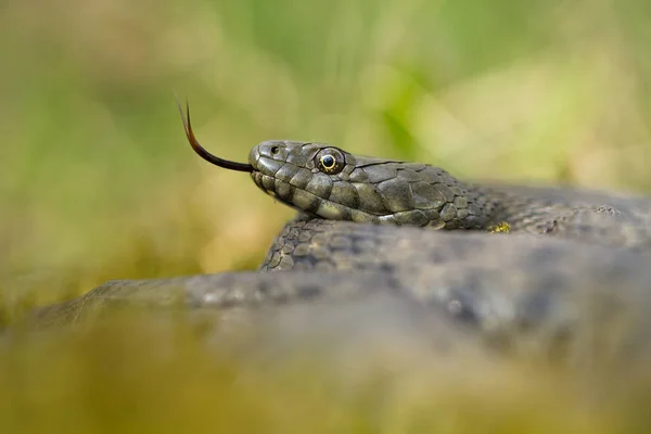 Dobbelstenen snake Natrix tessellata in Tsjechië — Stockfoto