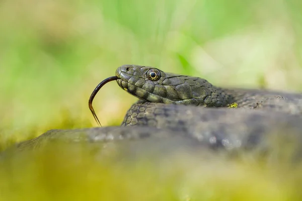 Ζάρια φίδι Natrix tessellata στην Τσεχική Δημοκρατία — Φωτογραφία Αρχείου