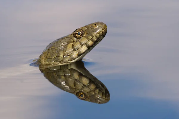 주사위 뱀 체코 공화국에서 Natrix tessellata — 스톡 사진