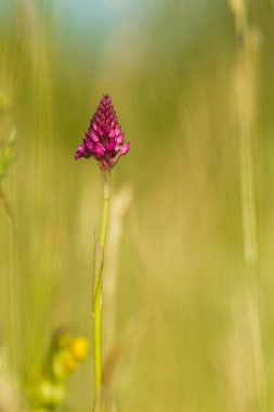 Piramit orkide Anacamptis pyramidalis Çek Cumhuriyeti'nde