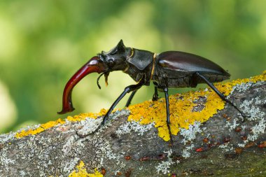 Stag beetle Lucanus cervus Çek Cumhuriyeti'nde